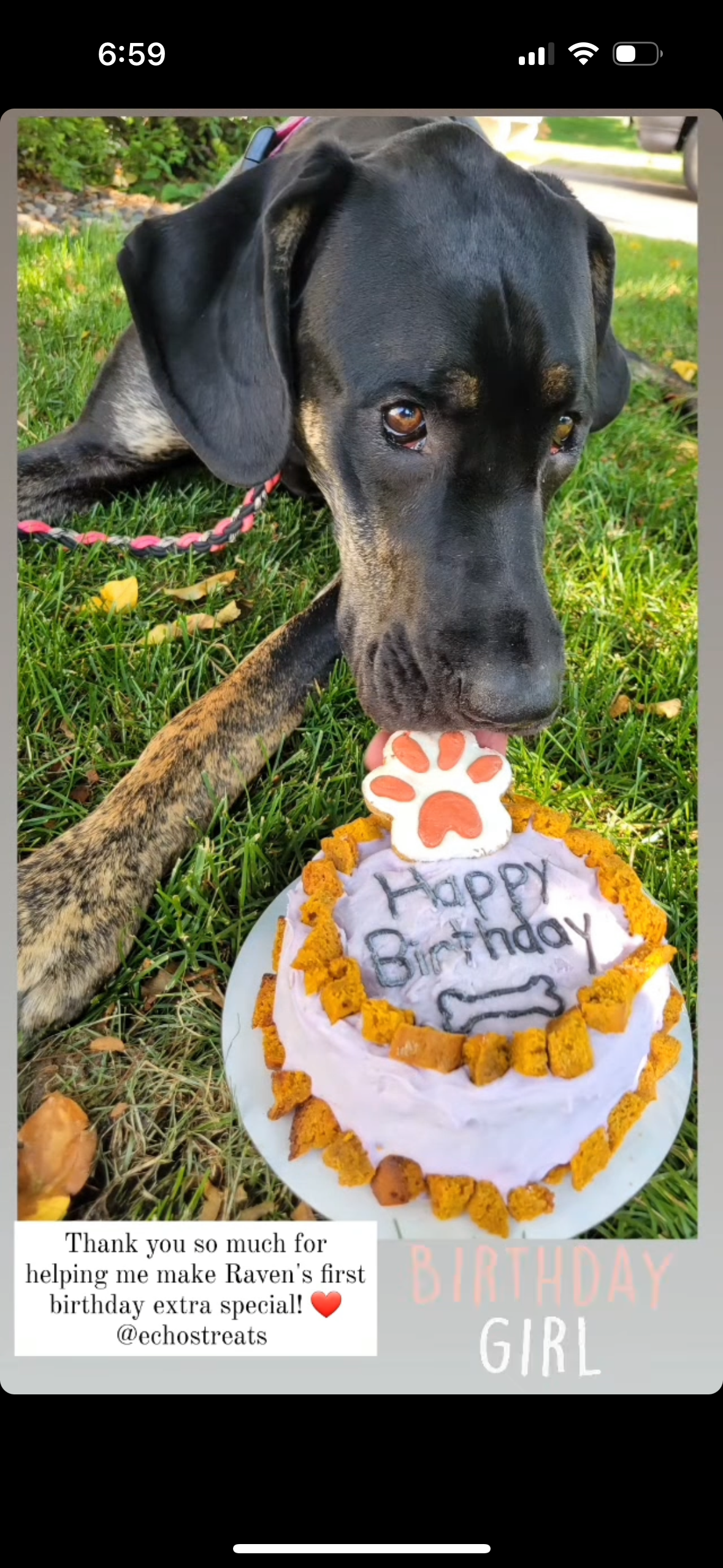 Echo's Treats Celebration Cakes