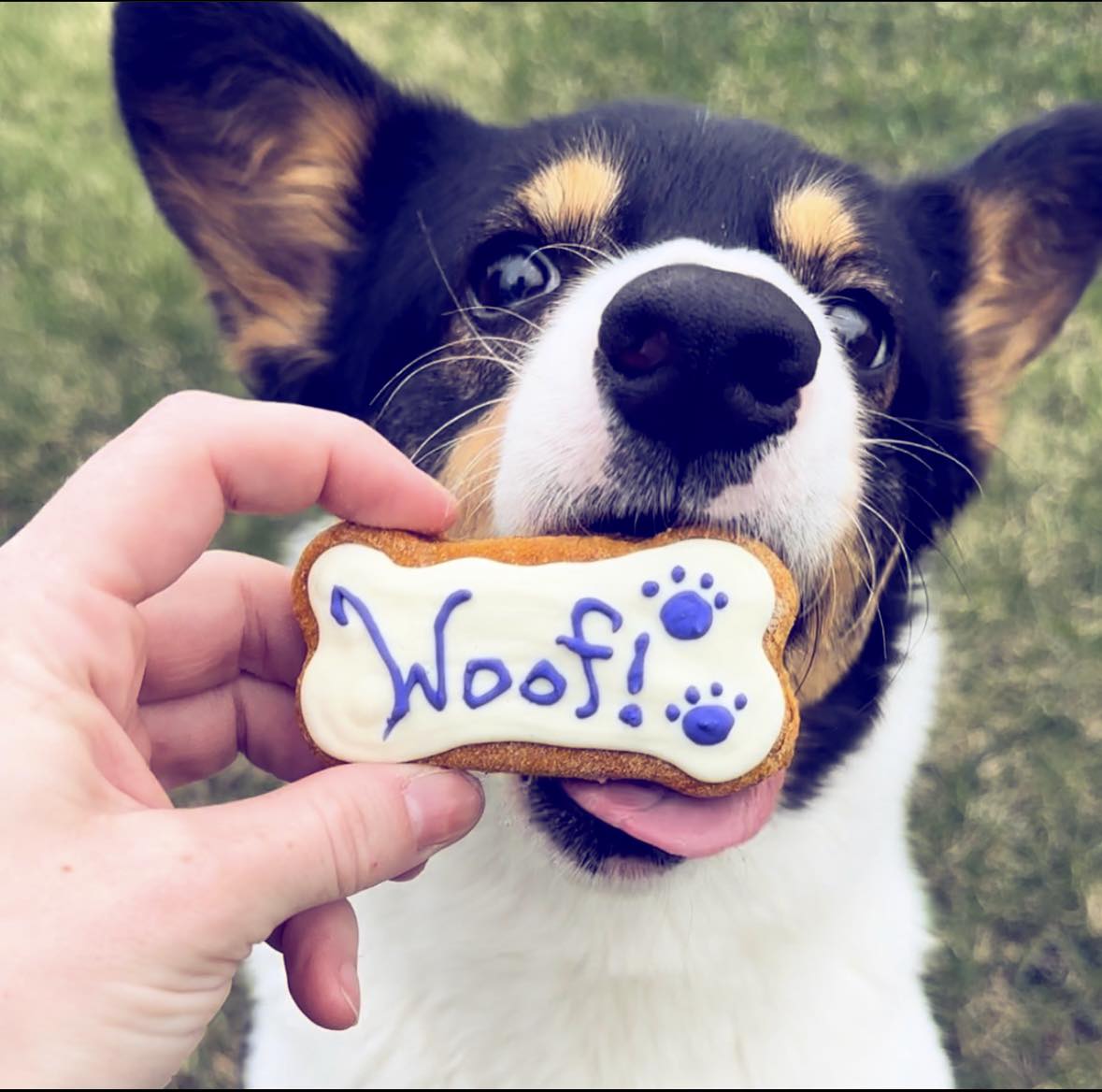 Echos’s Doggy Delight Box
