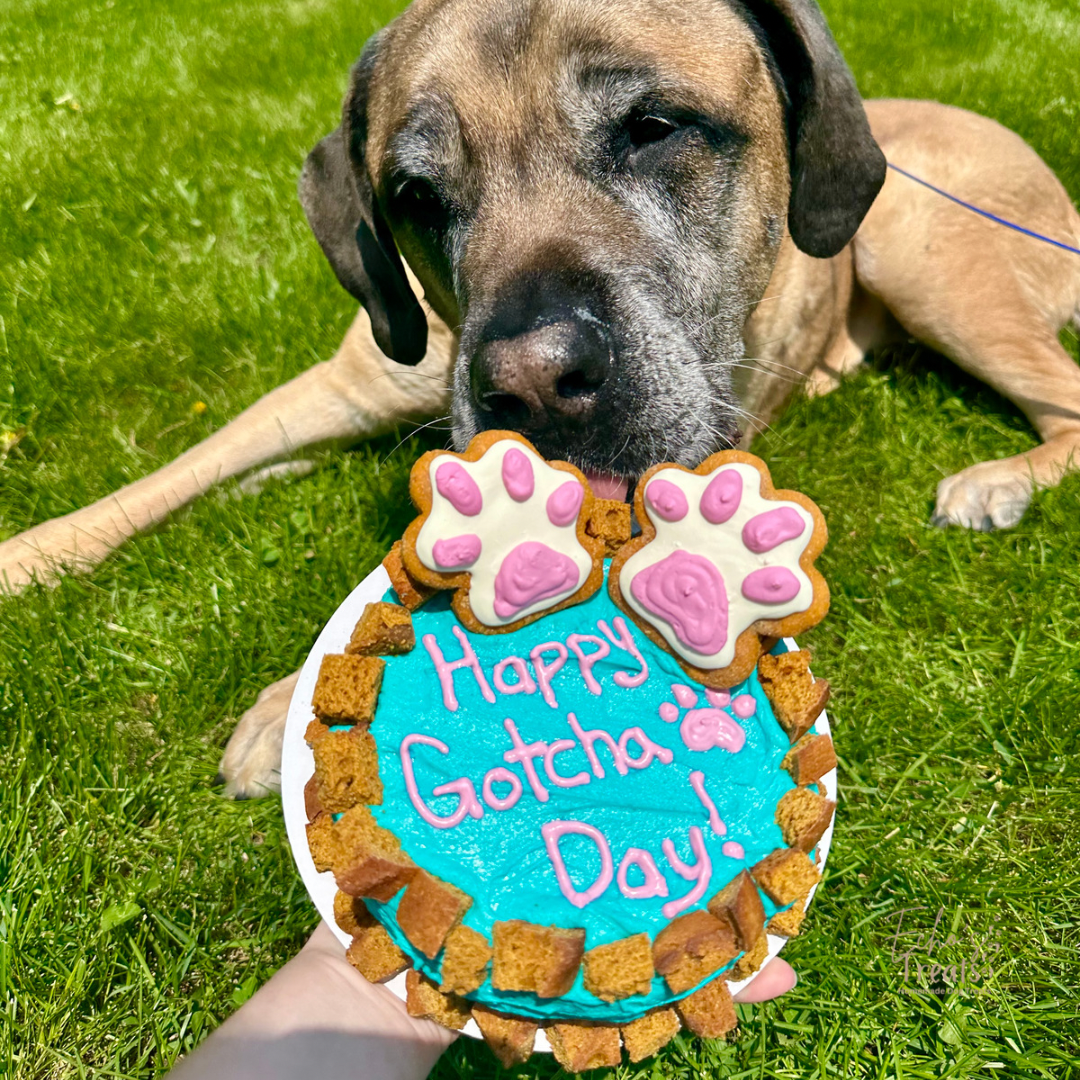 Echo's Treats Celebration Cakes