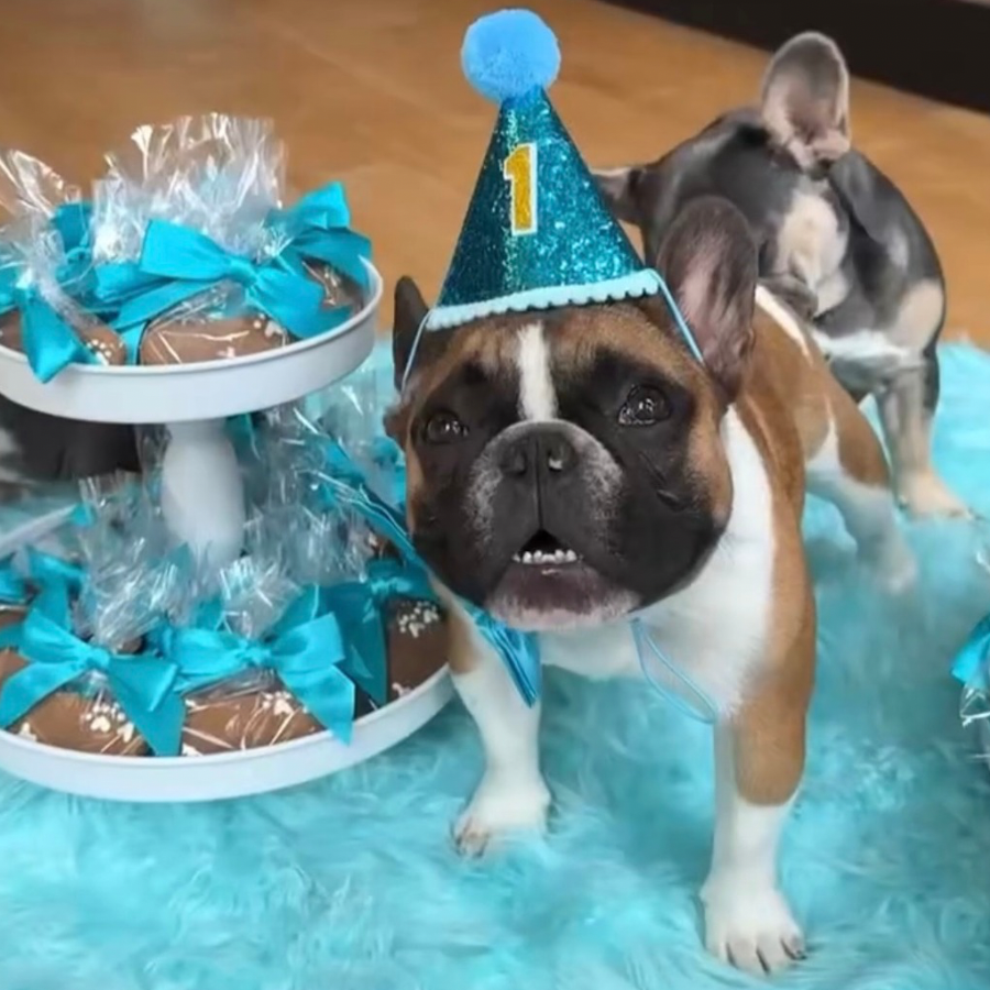 50 Paw-ty Favors