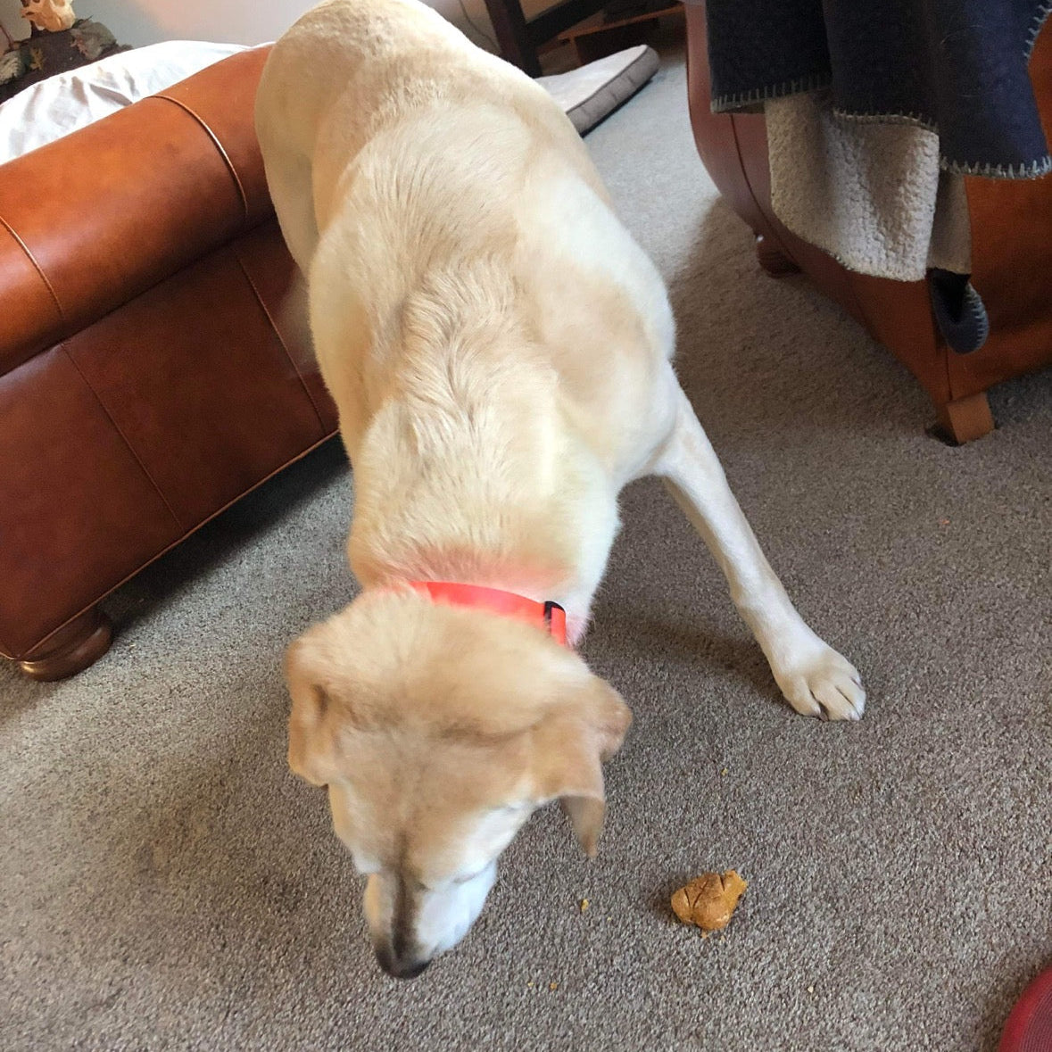 Training Treat Bag