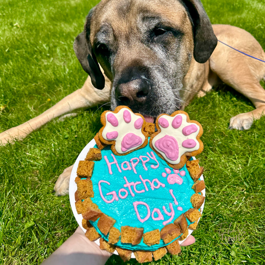 Echo's Treats Celebration Cakes