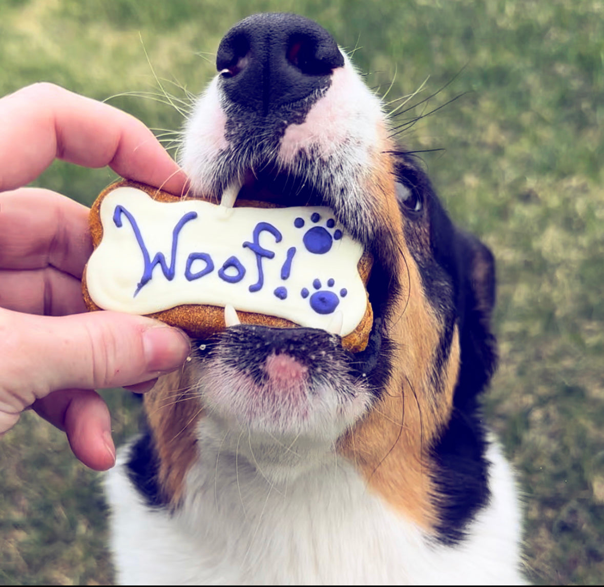 Echo's Doggy Delights